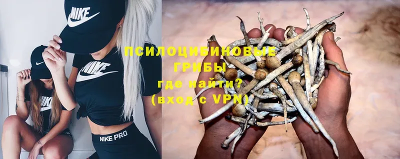 цены   Камешково  Галлюциногенные грибы Psilocybe 